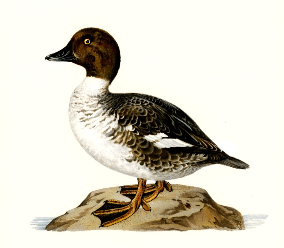 Goldeneye male (Bucephala clangula) illustrated by the von Wright brothers. Digitally enhanced from our own 1929 folio version of Svenska Fåglar Efter Naturen Och Pa Sten Ritade.