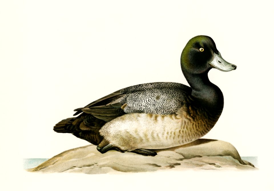 Greater Scaup, Scaup female (Nyroca marila) illustrated by the von Wright brothers. Digitally enhanced from our own 1929 folio version of Svenska Fåglar Efter Naturen Och Pa Sten Ritade.