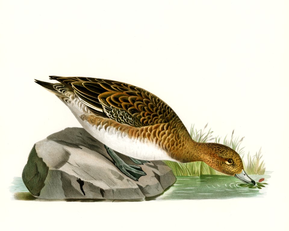 Eurasian wigeon female (Anas(mereca) penelope) illustrated by the von Wright brothers. Digitally enhanced from our own 1929 folio version of Svenska Fåglar Efter Naturen Och Pa Sten Ritade.
