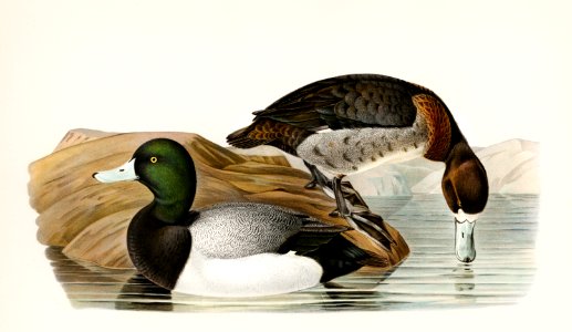 Greater Scaup, Scaup (Nyroca marila) illustrated by the von Wright brothers. Digitally enhanced from our own 1929 folio version of Svenska Fåglar Efter Naturen Och Pa Sten Ritade.. Free illustration for personal and commercial use.
