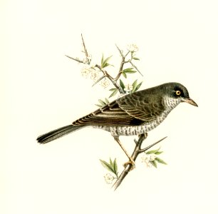 Barred warbler ♂ (Sylvia nisoria) illustrated by the von Wright brothers. Digitally enhanced from our own 1929 folio version of Svenska Fåglar Efter Naturen Och Pa Sten Ritade.