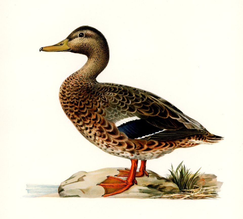 Mallard female (Anas platyrhynchos) illustrated by the von Wright brothers. Digitally enhanced from our own 1929 folio version of Svenska Fåglar Efter Naturen Och Pa Sten Ritade.