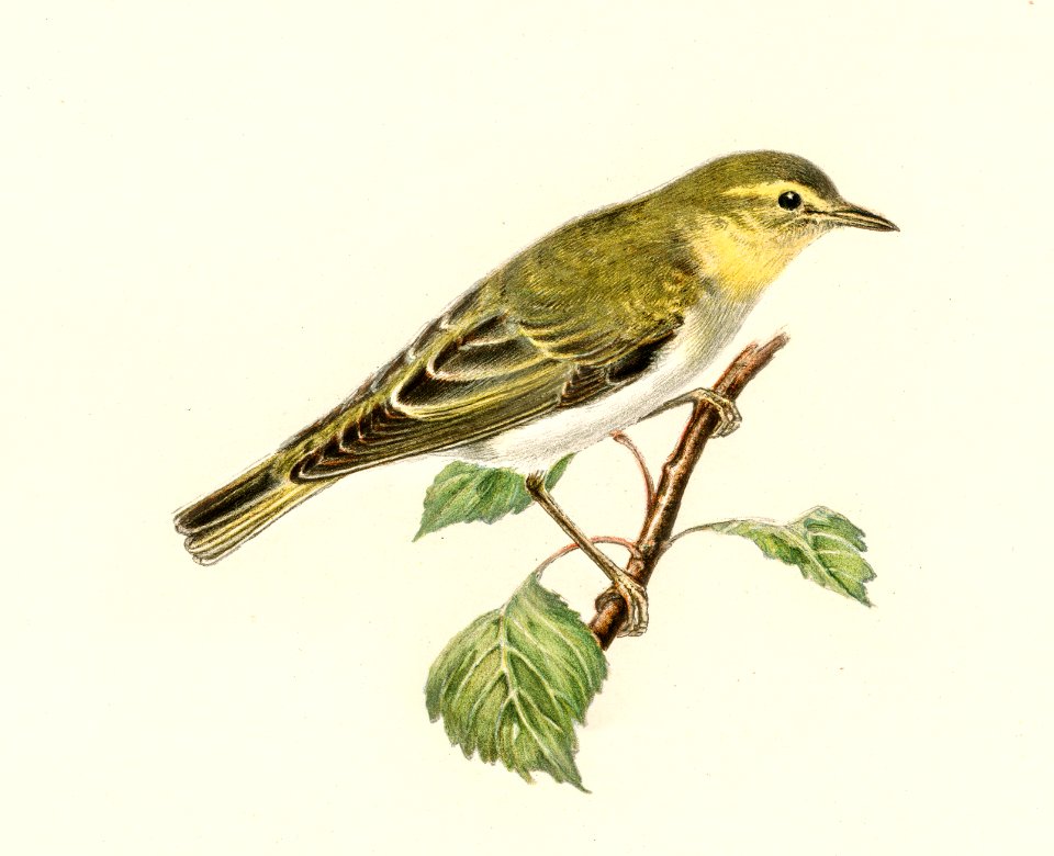 Wood Warbler (Phylloscopus sibilatrix) illustrated by the von Wright brothers. Digitally enhanced from our own 1929 folio version of Svenska Fåglar Efter Naturen Och Pa Sten Ritade.