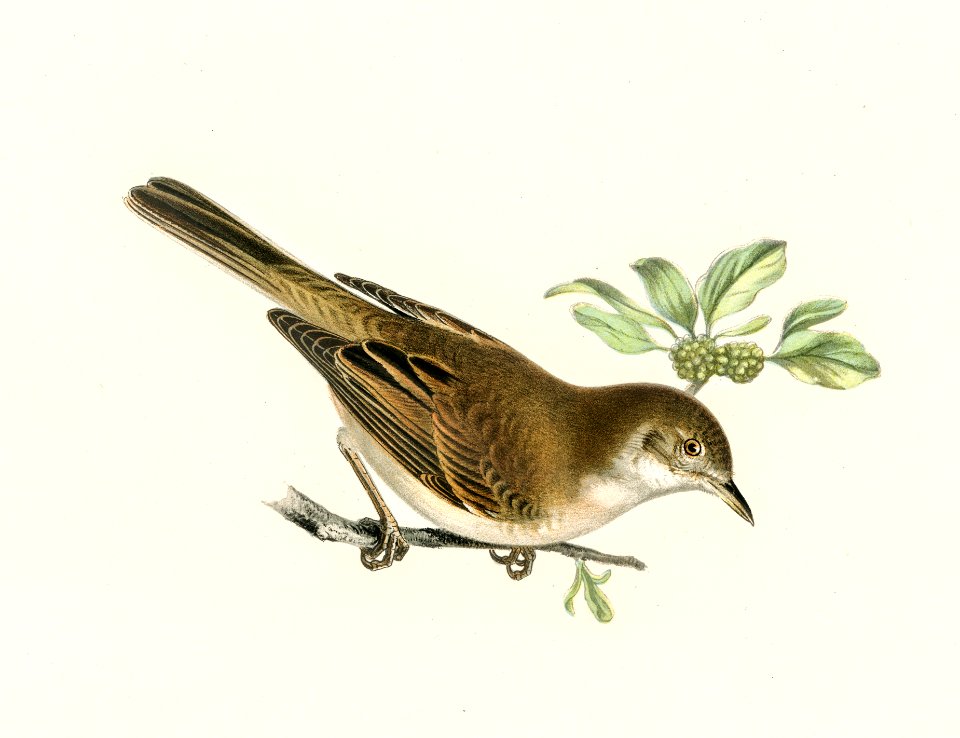 Common whitethroat (Sylvia communis) illustrated by the von Wright brothers. Digitally enhanced from our own 1929 folio version of Svenska Fåglar Efter Naturen Och Pa Sten Ritade.