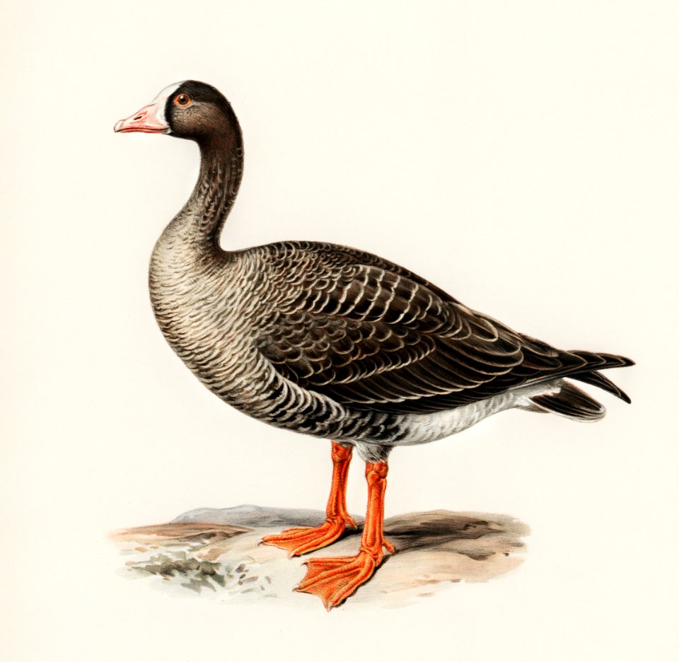 Anser erythropus ♂ illustrated by the von Wright brothers. Digitally enhanced from our own 1929 folio version of Svenska Fåglar Efter Naturen Och Pa Sten Ritade.