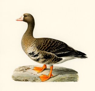Greater White-fronted Goose (Anser albifrons) illustrated by the von Wright brothers. Digitally enhanced from our own 1929 folio version of Svenska Fåglar Efter Naturen Och Pa Sten Ritade.