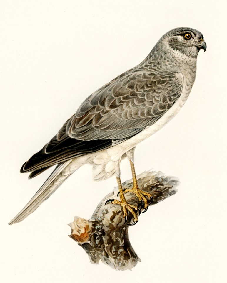 Hen Harrier male (Circus cyaneus) illustrated by the von Wright brothers. Digitally enhanced from our own 1929 folio version of Svenska Fåglar Efter Naturen Och Pa Sten Ritade.. Free illustration for personal and commercial use.