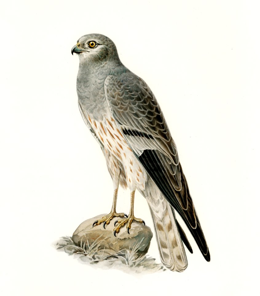 Montagu's Harrier male (Circus pygargus) illustrated by the von Wright brothers. Digitally enhanced from our own 1929 folio version of Svenska Fåglar Efter Naturen Och Pa Sten Ritade.