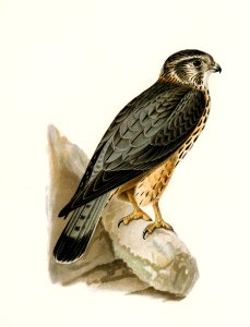 Merlin male (Falco aesalon) illustrated by the von Wright brothers. Digitally enhanced from our own 1929 folio version of Svenska Fåglar Efter Naturen Och Pa Sten Ritade.