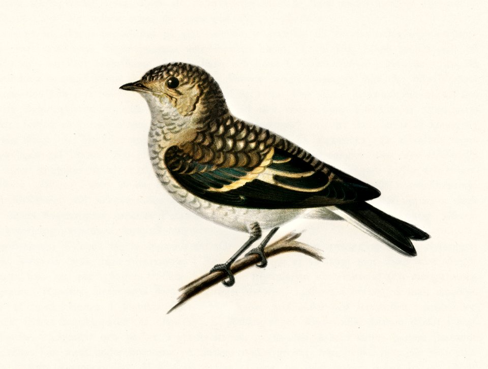 Pied Flycatcher (Muscicapa atricapilla) illustrated by the von Wright brothers. Digitally enhanced from our own 1929 folio version of Svenska Fåglar Efter Naturen Och Pa Sten Ritade.