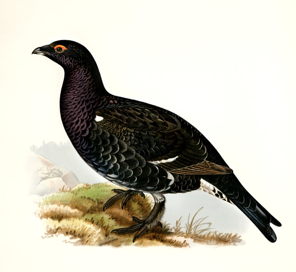 Hybrid between black grouse and western capercaillie (Lyrurus tetrix ♂ ...