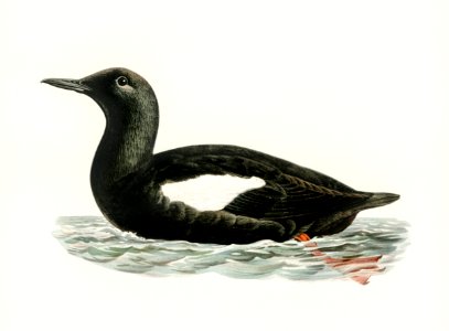 Black guillemot (Uria Grylle) illustrated by the von Wright brothers. Digitally enhanced from our own 1929 folio version of Svenska Fåglar Efter Naturen Och Pa Sten Ritade.