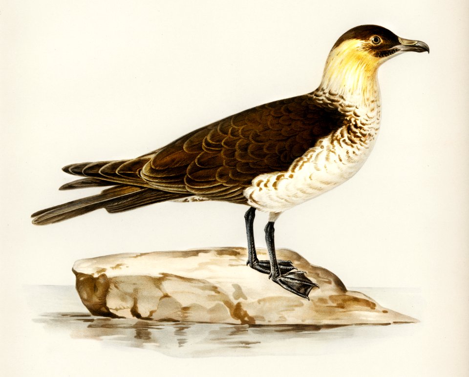 Pomarine jaeger (Stercorarius pomarinus) illustrated by the von Wright brothers. Digitally enhanced from our own 1929 folio version of Svenska Fåglar Efter Naturen Och Pa Sten Ritade.