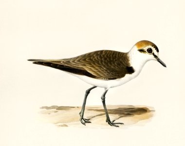 Kentish Plover (charadrius alexandrinus ♂) illustrated by the von Wright brothers. Digitally enhanced from our own 1929 folio version of Svenska Fåglar Efter Naturen Och Pa Sten Ritade.. Free illustration for personal and commercial use.