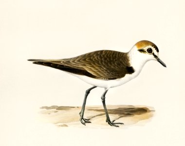 Kentish Plover (charadrius alexandrinus ♂) illustrated by the von Wright brothers. Digitally enhanced from our own 1929 folio version of Svenska Fåglar Efter Naturen Och Pa Sten Ritade.