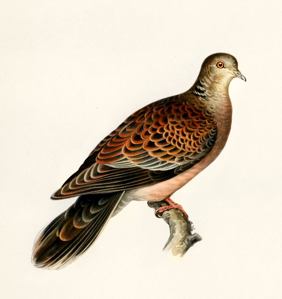 Oriental turtle dove ♀ (Streptopelia orientalis) illustrated by the von Wright brothers. Digitally enhanced from our own 1929 folio version of Svenska Fåglar Efter Naturen Och Pa Sten Ritade.. Free illustration for personal and commercial use.