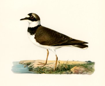 Little Ringed Plover (Charadrius dubius) illustrated by the von Wright brothers. Digitally enhanced from our own 1929 folio version of Svenska Fåglar Efter Naturen Och Pa Sten Ritade.