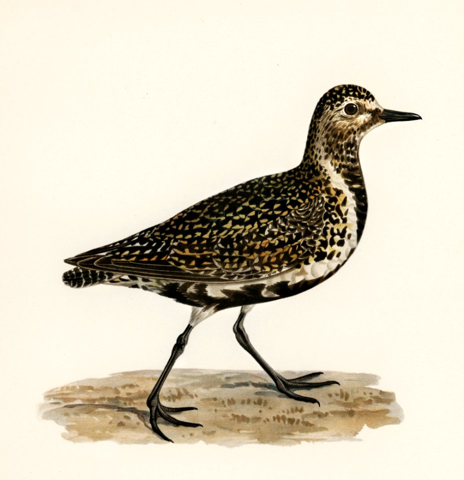 European Golden-Plover (Charadrius pluvialis apricarius) illustrated by the von Wright brothers. Digitally enhanced from our own 1929 folio version of Svenska Fåglar Efter Naturen Och Pa Sten Ritade.