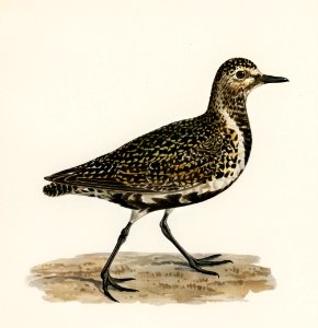 European Golden-Plover (Charadrius pluvialis apricarius) illustrated by the von Wright brothers. Digitally enhanced from our own 1929 folio version of Svenska Fåglar Efter Naturen Och Pa Sten Ritade.