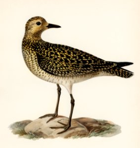 European Golden-Plover (charadrius pluvialis apricarius) illustrated by the von Wright brothers. Digitally enhanced from our own 1929 folio version of Svenska Fåglar Efter Naturen Och Pa Sten Ritade.
