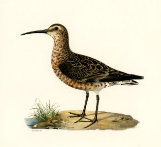 Curlew Sandpiper (Tringa ferruginea) illustrated by the von Wright brothers. Digitally enhanced from our own 1929 folio version of Svenska Fåglar Efter Naturen Och Pa Sten Ritade.. Free illustration for personal and commercial use.