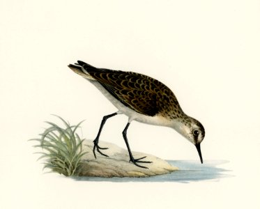 Little stint (tringa minuta) illustrated by the von Wright brothers. Digitally enhanced from our own 1929 folio version of Svenska Fåglar Efter Naturen Och Pa Sten Ritade.