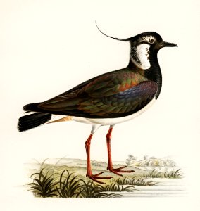 Northern labwing (Vanellus vanellus) illustrated by the von Wright brothers. Digitally enhanced from our own 1929 folio version of Svenska Fåglar Efter Naturen Och Pa Sten Ritade.. Free illustration for personal and commercial use.