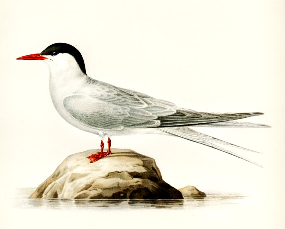 Arctic tern (Sterna paradisaea) illustrated by the von Wright brothers. Digitally enhanced from our own 1929 folio version of Svenska Fåglar Efter Naturen Och Pa Sten Ritade.