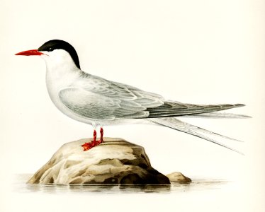 Arctic tern (Sterna paradisaea) illustrated by the von Wright brothers. Digitally enhanced from our own 1929 folio version of Svenska Fåglar Efter Naturen Och Pa Sten Ritade.. Free illustration for personal and commercial use.
