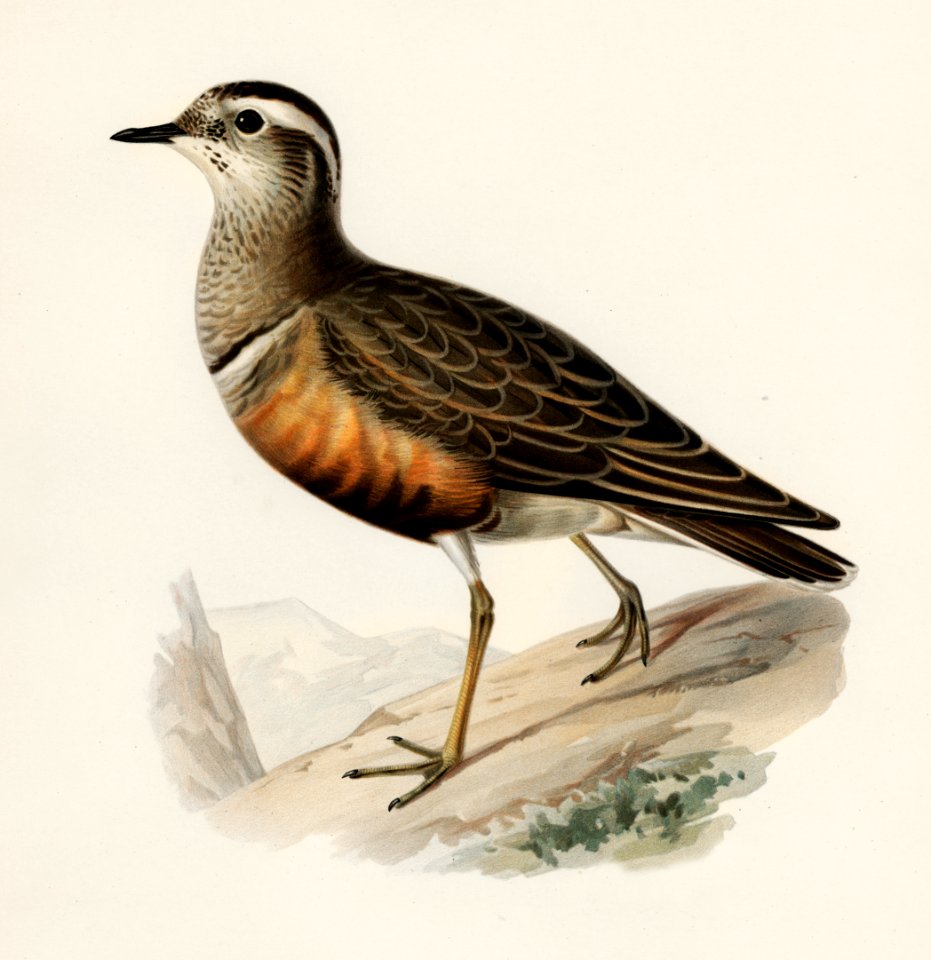Eurasian dotterel ♂ (Charadrius (eudromias) morinellus) illustrated by the von Wright brothers. Digitally enhanced from our own 1929 folio version of Svenska Fåglar Efter Naturen Och Pa Sten Ritade.