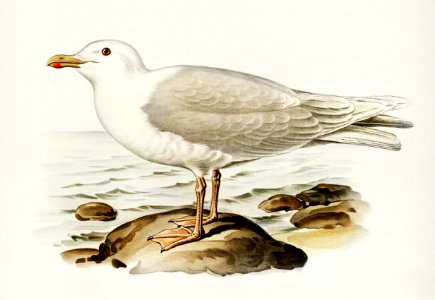 Glaucous gull ♂ (Larus hyperboreus) illustrated by the von Wright brothers. Digitally enhanced from our own 1929 folio version of Svenska Fåglar Efter Naturen Och Pa Sten Ritade.. Free illustration for personal and commercial use.