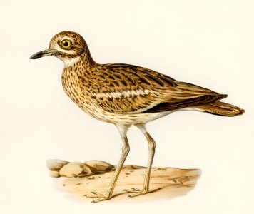 Eurasian stone curlew (burhinus oedicnemus) illustrated by the von Wright brothers. Digitally enhanced from our own 1929 folio version of Svenska Fåglar Efter Naturen Och Pa Sten Ritade.. Free illustration for personal and commercial use.