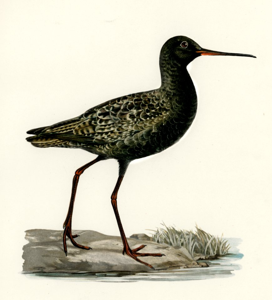 Spotted redshank (Totanus erythropus) illustrated by the von Wright brothers. Digitally enhanced from our own 1929 folio version of Svenska Fåglar Efter Naturen Och Pa Sten Ritade.