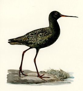 Spotted redshank (Totanus erythropus) illustrated by the von Wright brothers. Digitally enhanced from our own 1929 folio version of Svenska Fåglar Efter Naturen Och Pa Sten Ritade.. Free illustration for personal and commercial use.