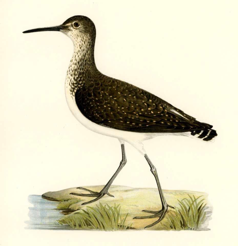 Green Sandpiper (Totanus ochropus) illustrated by the von Wright brothers. Digitally enhanced from our own 1929 folio version of Svenska Fåglar Efter Naturen Och Pa Sten Ritade.