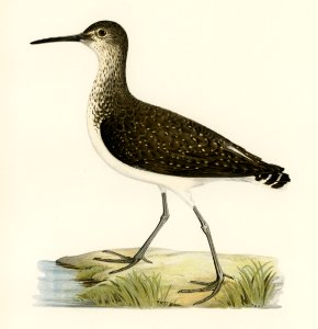 Green Sandpiper (Totanus ochropus) illustrated by the von Wright brothers. Digitally enhanced from our own 1929 folio version of Svenska Fåglar Efter Naturen Och Pa Sten Ritade.