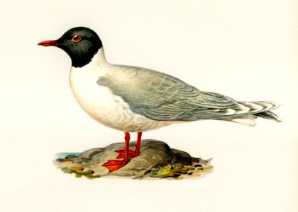 Little gull (Larus minutus) illustrated by the von Wright brothers. Digitally enhanced from our own 1929 folio version of Svenska Fåglar Efter Naturen Och Pa Sten Ritade.. Free illustration for personal and commercial use.