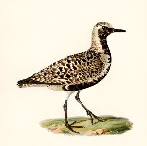 Grey plover (Squatarola squatarola) illustrated by the von Wright brothers. Digitally enhanced from our own 1929 folio version of Svenska Fåglar Efter Naturen Och Pa Sten Ritade.