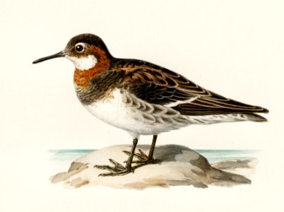 Red-necked Phalarope (lobipes lobatus) illustrated by the von Wright brothers. Digitally enhanced from our own 1929 folio version of Svenska Fåglar Efter Naturen Och Pa Sten Ritade.. Free illustration for personal and commercial use.