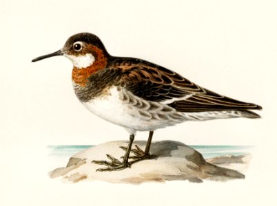 Red-necked Phalarope (lobipes lobatus) illustrated by the von Wright brothers. Digitally enhanced from our own 1929 folio version of Svenska Fåglar Efter Naturen Och Pa Sten Ritade.