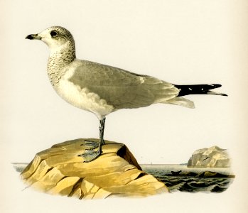 Common gull (Larus canus) illustrated by the von Wright brothers. Digitally enhanced from our own 1929 folio version of Svenska Fåglar Efter Naturen Och Pa Sten Ritade.. Free illustration for personal and commercial use.