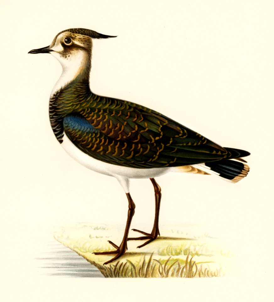 Nortnern lapwing (vanellus vanellus) illustrated by the von Wright brothers. Digitally enhanced from our own 1929 folio version of Svenska Fåglar Efter Naturen Och Pa Sten Ritade.