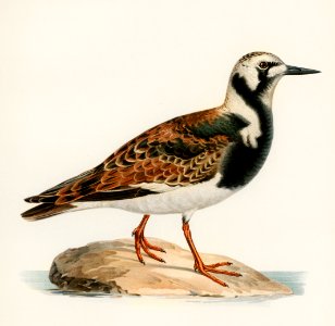 Ruddy turnstone (arenaria interpres ) illustrated by the von Wright brothers. Digitally enhanced from our own 1929 folio version of Svenska Fåglar Efter Naturen Och Pa Sten Ritade.