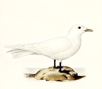 Ivory gull (Pagophila eburnea) illustrated by the von Wright brothers. Digitally enhanced from our own 1929 folio version of Svenska Fåglar Efter Naturen Och Pa Sten Ritade.. Free illustration for personal and commercial use.