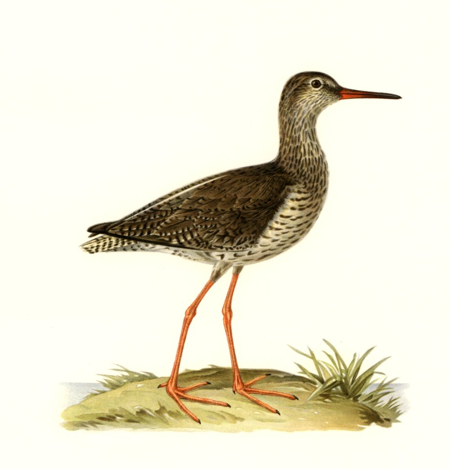 Common redshank (Totanus totanus) illustrated by the von Wright brothers. Digitally enhanced from our own 1929 folio version of Svenska Fåglar Efter Naturen Och Pa Sten Ritade.