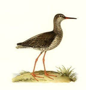 Common redshank (Totanus totanus) illustrated by the von Wright brothers. Digitally enhanced from our own 1929 folio version of Svenska Fåglar Efter Naturen Och Pa Sten Ritade.. Free illustration for personal and commercial use.