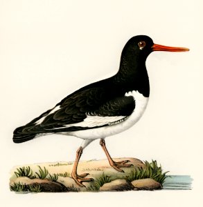 Eurasian oystercatcher ♀ (Haematopus ostralegus) illustrated by the von Wright brothers. Digitally enhanced from our own 1929 folio version of Svenska Fåglar Efter Naturen Och Pa Sten Ritade.. Free illustration for personal and commercial use.
