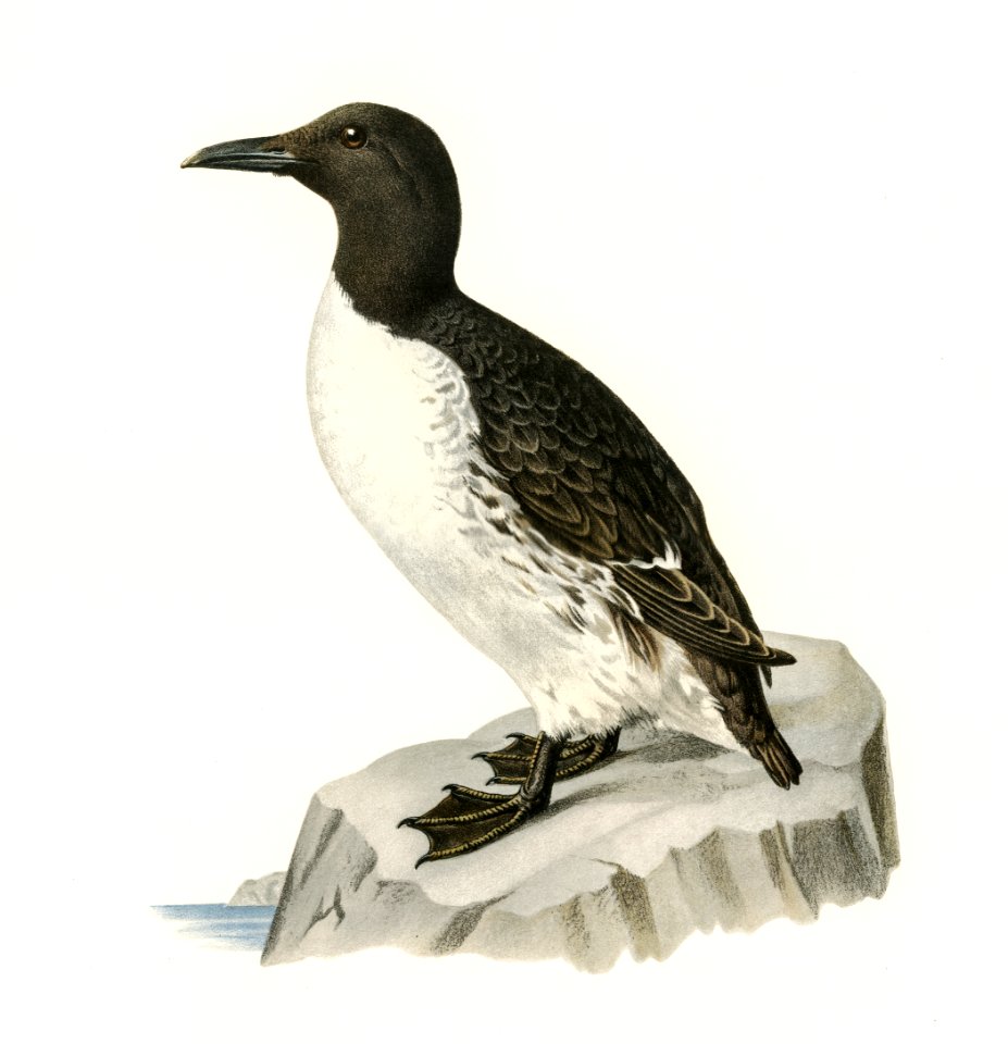 Uria troille illustrated by the von Wright brothers. Digitally enhanced from our own 1929 folio version of Svenska Fåglar Efter Naturen Och Pa Sten Ritade.