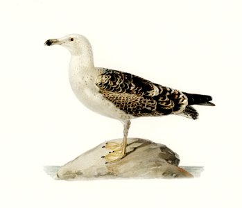 Great black-backed gull (LARUS MARINUS) illustrated by the von Wright brothers. Digitally enhanced from our own 1929 folio version of Svenska Fåglar Efter Naturen Och Pa Sten Ritade.. Free illustration for personal and commercial use.