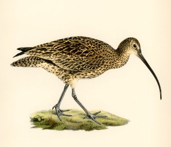 Eurasian curlew (numenius arquatusf) illustrated by the von Wright brothers. Digitally enhanced from our own 1929 folio version of Svenska Fåglar Efter Naturen Och Pa Sten Ritade.. Free illustration for personal and commercial use.